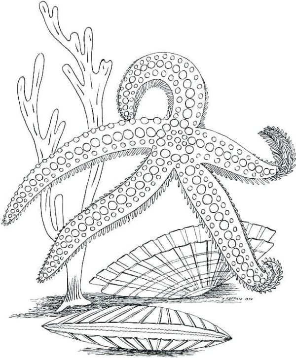 A Starfish Under the Sea