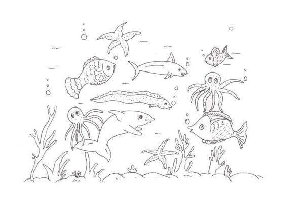Animals Under the Sea