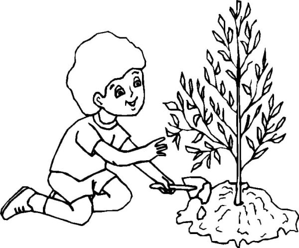 Boy is Planting Tree