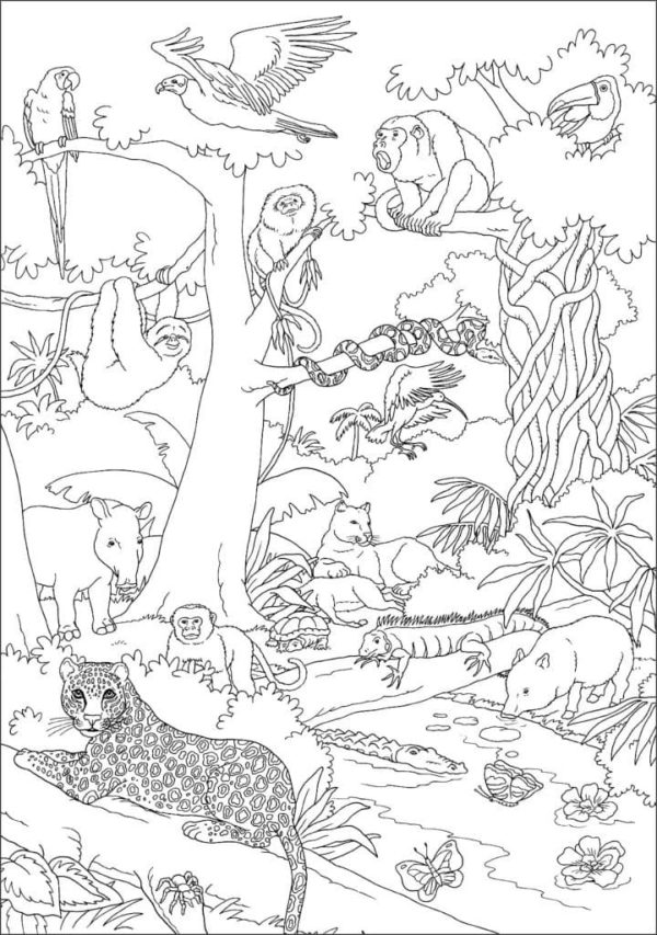 Drawing of Jungle Animals