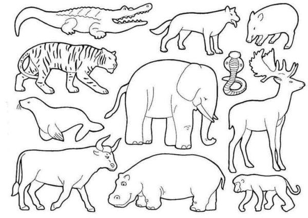 Jungle Animals Printable For Kids