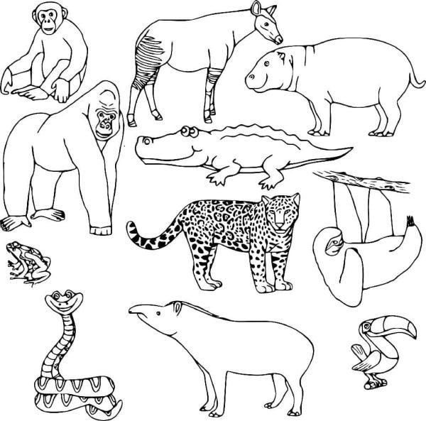 Printable Jungle Animals